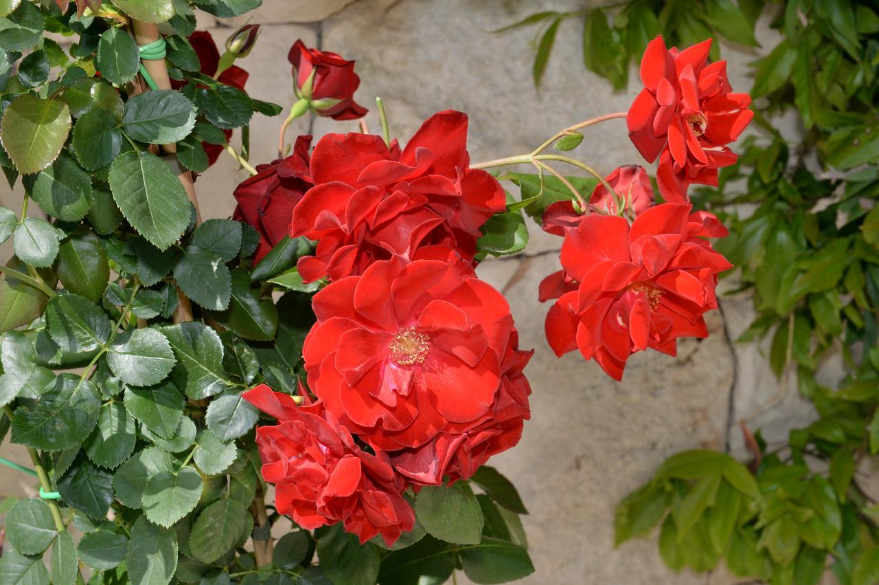 Astra Bed and Breakfast Alberobello Buitenkant foto